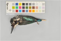 藏品(翠鳥)的圖片